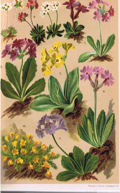 Piante alpine, illustrazione da 